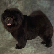 The Chow Chow Club