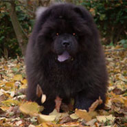The Chow Chow Club