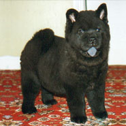The Chow Chow Club