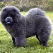 The Chow Chow Club