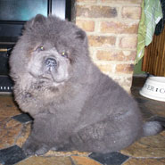 The Chow Chow Club