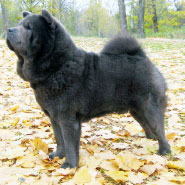 The Chow Chow Club