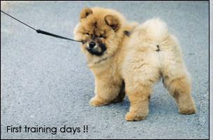 The Chow Chow Club