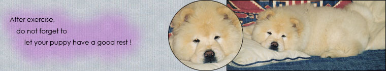 The Chow Chow Club