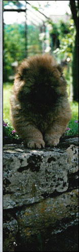 The Chow Chow Club