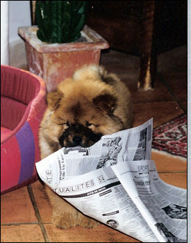 The Chow Chow Club