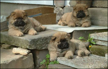 The Chow Chow Club