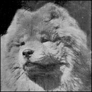 The Chow Chow Club