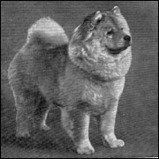 The Chow Chow Club