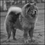 The Chow Chow Club