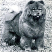 The Chow Chow Club