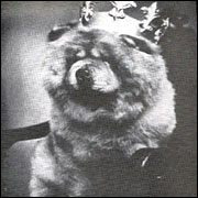 The Chow Chow Club