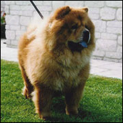 The Chow Chow Club