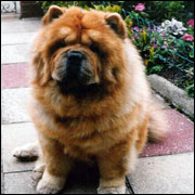 The Chow Chow Club