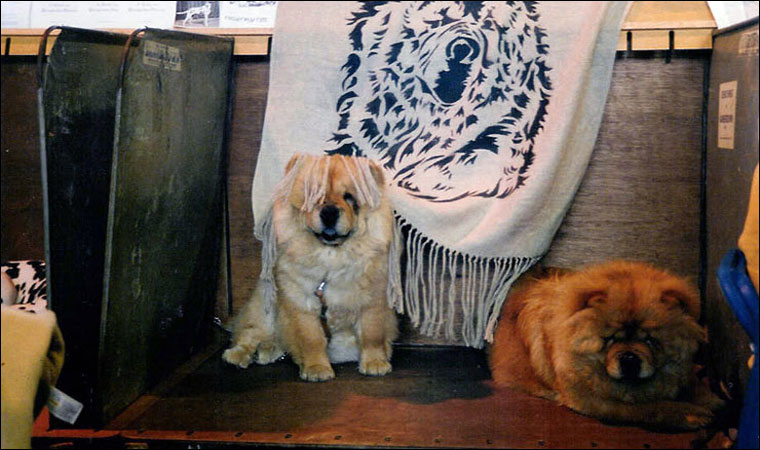 The Chow Chow Club