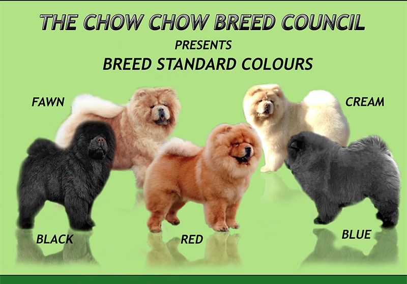 The Chow Chow Club