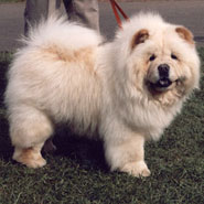 The Chow Chow Club