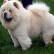 The Chow Chow Club