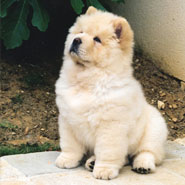 The Chow Chow Club