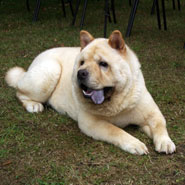 The Chow Chow Club