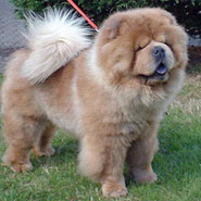 The Chow Chow Club