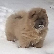 The Chow Chow Club