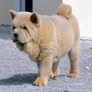The Chow Chow Club