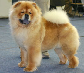 The Chow Chow Club
