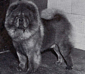 The Chow Chow Club