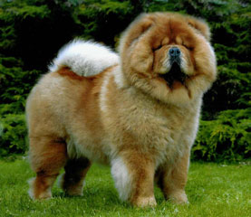 The Chow Chow Club