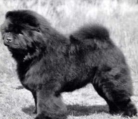 The Chow Chow Club