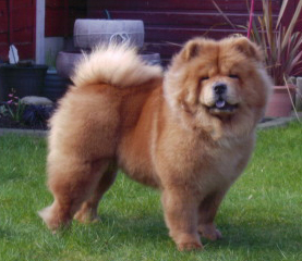 The Chow Chow Club