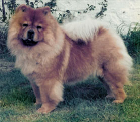 The Chow Chow Club