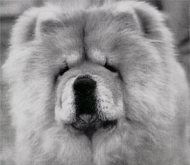 The Chow Chow Club