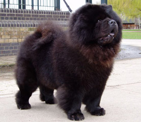 The Chow Chow Club