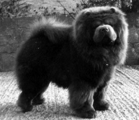 The Chow Chow Club