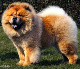 The Chow Chow Club