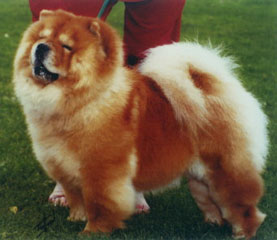 The Chow Chow Club