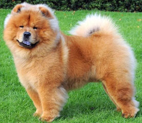 The Chow Chow Club