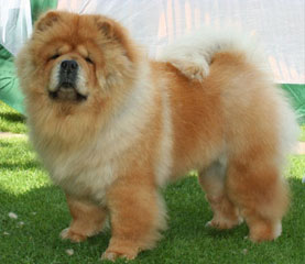 The Chow Chow Club