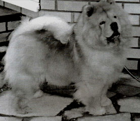 The Chow Chow Club
