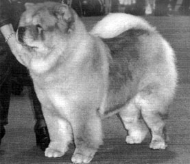 The Chow Chow Club