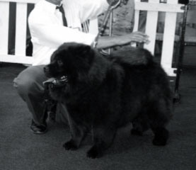 The Chow Chow Club