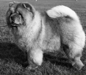 The Chow Chow Club