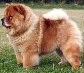 The Chow Chow Club
