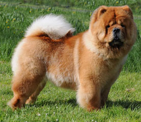 The Chow Chow Club