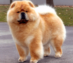 The Chow Chow Club