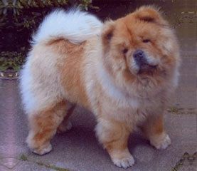 The Chow Chow Club