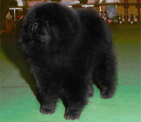 The Chow Chow Club