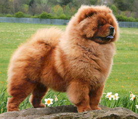 The Chow Chow Club